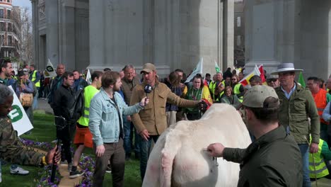 A-farmer-is-being-interviewed-after-bringing-his-bull-to-a-farmers'-strike,-where-protestors-gather-at-Puerta-de-Alcalá-in-Madrid-to-protest-against-unfair-competition,-agricultural-policies