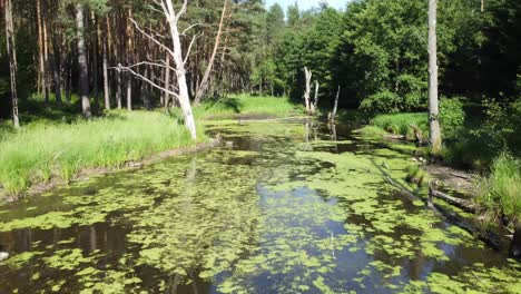 lost-forgotten-water-lake-lagoon-in-forest-branches-aerial-dolly-fly-through