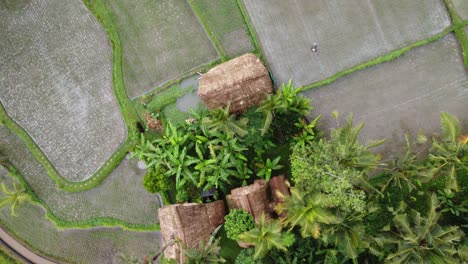 Asian-Farmer-Working-On-Rice-Fields-Surrounding-Traditional-Huts,-Aerial