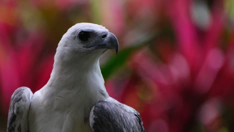 La-Cámara-Se-Desliza-Hacia-La-Izquierda-Mientras-Se-Aleja-Mientras-Esta-águila-Mira-Hacia-La-Derecha,-águila-Marina-De-Vientre-Blanco-Haliaeetus-Leucogaster,-Filipinas