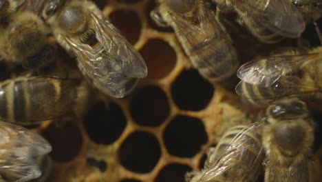 Macro-shot-of-bees-in-a-hive