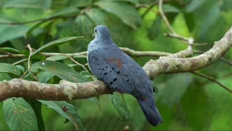 Shy-male-powder-blue-ground-dove,-claravis-pretiosa-perched-on-tree-branch,-hidden-in-foliages,-wondering-around-the-surrounding-environment,-close-up-shot