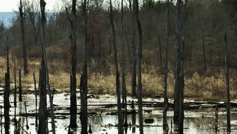 Dead-trees-immersed-in-water,-swamp-wetland-environment-in-Point-Remove,-sliding