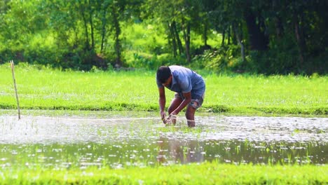 Farmer-Bangladesh-Man-catching-fish-from-net-at-a-flooded-paddy-field,-rural