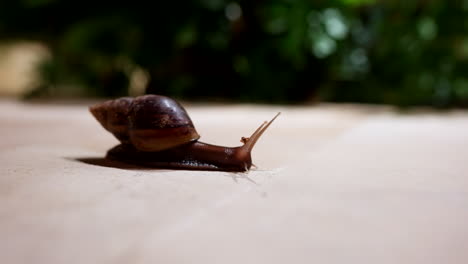 African-giant-land-snail,-nuisance-due-to-voracious-appetite-for-plants