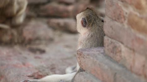 Free-Roaming-Monkey-in-Lopburi,-Thailand