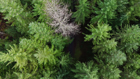 Pacific-Northwest-descending-view-from-Evergreen-Forest-tree-tops-to-forest-moss-floor-in-Washington-State