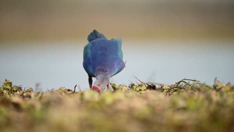 The-grey-headed-Swamphen-Feeding-in-morning