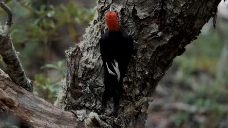 Cerca-Del-Pájaro-Carpintero-Magallánico-Trepando-Al-árbol-En-El-Bosque-En-El-Parque-Nacional-Tierra-Del-Fuego,-Argentina