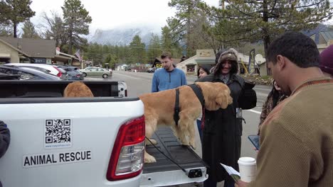 Bürgermeister-Max-Hund-In-Idyllwild,-Kalifornien