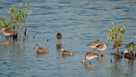 Seen-foraging-and-some-of-them-bathing-and-preening-in-the-middle-of-a-swamp-near-the-ocean,-Common-Redshank-or-Redshank-Tringa-totanus,-Thailand