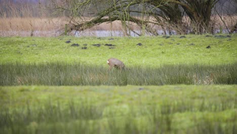 Roe-deer-doe-grazing-in-long-grass-on-green-river-wetland-shore