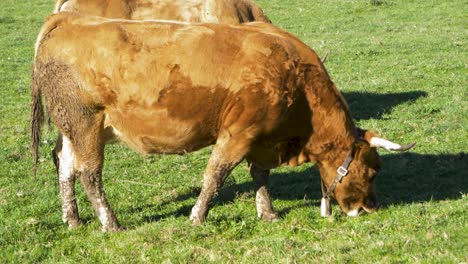 Rubia-Gallega-cow-grazing-in-San-Xoan-de-Rio,-Ourense,-Galicia