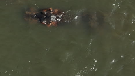 Aerial-view-over-a-group-of-hippopotamus-sitting-in-a-lake-in-Uganda