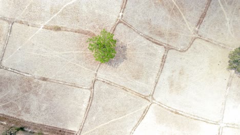 Dry-season-tree-springs-into-life-on-barren-smog-filled-arid-rice-paddy,-north-Asia-desolate-landscape