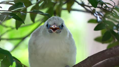 Close-up-shot-of-critically-endangered-bird-species,-Bali-myna,-leucopsar-rothschildi,-perched-on-tree-branch,-wondering-around-the-surroundings
