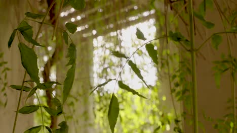 Wisteria-vine-in-architecture-floating-in-the-wind