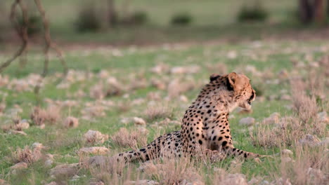 Afrikanischer-Gepard-Liegt-Und-Ruht-In-Der-Savanne---Nahaufnahme