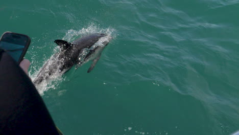 Un-Solo-Delfín-Nada-Hacia-Una-Toma-Por-Encima-Del-Hombro-Con-Un-Teléfono-En-Cámara-Lenta---Kaikoura,-Nueva-Zelanda