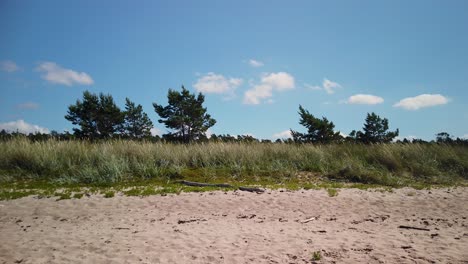 Sandy-beach-with-pine-trees-under-blue-sky-on-island-of-Gotland,-Sweden,-daytime