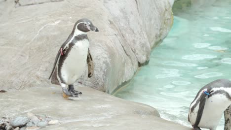 -Zeitlupenclip-Von-Pinguinen-In-Einem-Zoo,-Die-Auf-Felsen-Laufen