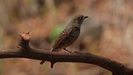 Looking-straight-towards-the-camera-while-perching-on-a-branch-then-turns-to-the-right-and-flies-towards-the-back,-White-throated-Rock-Thrush-Monticola-gularis-Female,-Thailand