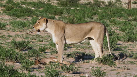 León-Hembra-Adulta-Con-Presa-Animal-En-Sudáfrica