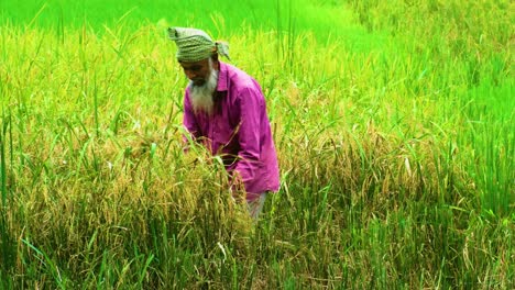 Man-harvesting-paddy-rice-by-hand-in-southeast-Asian-agriculture-farm