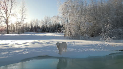 Golden-Retriever-dog-in-winter-snow-covered-landscape,-attempt-to-cross-creek