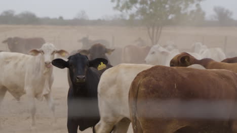 Grupo-De-Vacas-Dentro-De-Su-Corral,-Mucho-Viento-Y-Arena