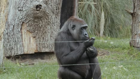 Slow-motion-mid-shot-of-gorilla-eating-in-zoo-enclosure