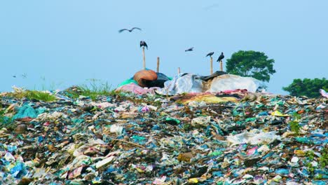 Static-shot-of-crows-loitering-around-a-landfill-on-sunny-day