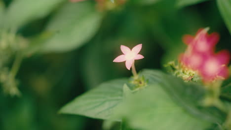 Small-flower-petals-grow-on-trees