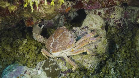 Cozumel.Reef-and-crab.-Mexico.-Underwater-video