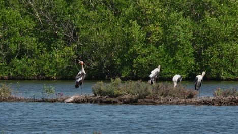 Vier-Individuen-Putzen-Und-Entspannen-Sich,-Während-Ein-Graureiher-Nach-Rechts-Fliegt,-Buntstorch-Mycteria-Leucocephala,-Thailand