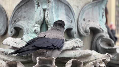 Smart-crow-softens-bread-in-fountain-to-eat