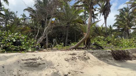 Tropical-beach-with-leaning-palm-tree