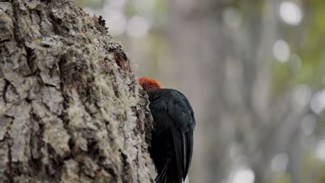 Male-Magellanic-Woodpecker-Looking-For-Insects-On-Hole-In-The-Tree-In-Tierra-de-Fuego,-Argentina