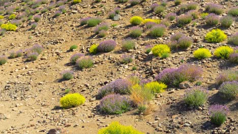 Volcanic-formation-emblematic-Roque-Cinchado-Tenerife-Canary-Spain