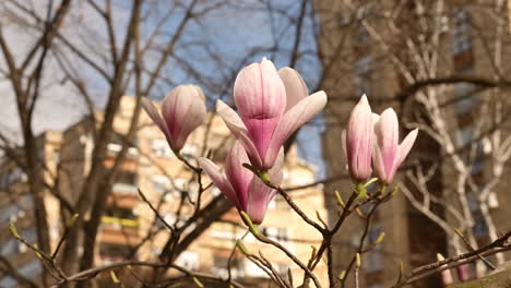 Magnolienbaum-Rosa-Blüte-Im-Frühling