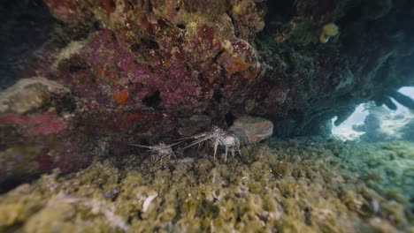 Cozumel.Reef-and-lobsters.-Mexico.-Underwater-animals