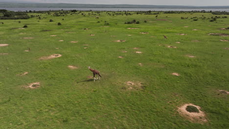 Vista-Aérea-De-Dos-Jirafas-Caminando-Por-Los-Pastizales-En-Uganda