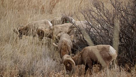 A-herd-of-bighorn-sheep-grazing-in-Garden-of-the-Gods,-Colorado-Springs,-dry-grass-backdrop,-daytime