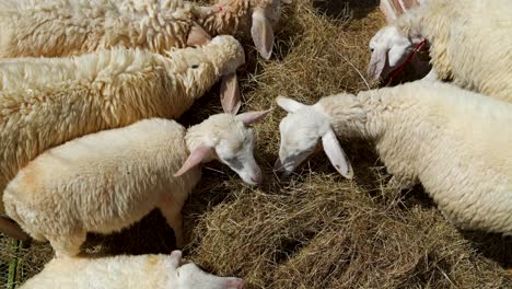 Overhead-handheld-view-of-many-sheep-feeding-at-organic-farm