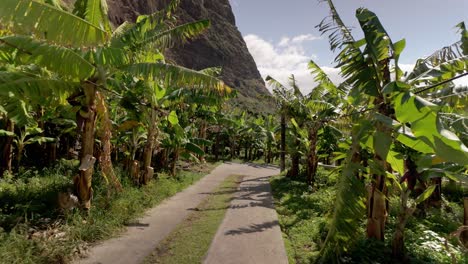 Slow-motion-along-Banana-trees-plantation-in-Fajã-dos-Padres,-Madeira-Island