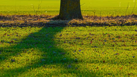 Grüner-Rasen-Und-Schatten-Von-Stehendem-Baum-An-Einem-Sonnigen-Tag,-Zeitraffer