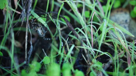 Nahaufnahme-Einer-Silbernen-Agriope-Argentata-Spinne,-Die-Durch-Futter-Auf-Dem-Boden-Kriecht