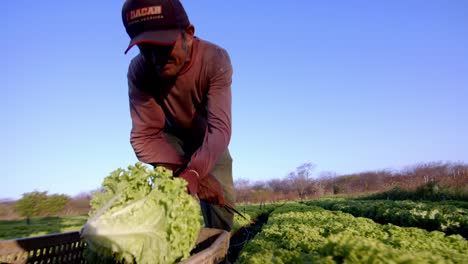 Seleccionando-Las-Mejores-Plantas-Con-Follaje-Vibrante-Y-Tallos-Resistentes.