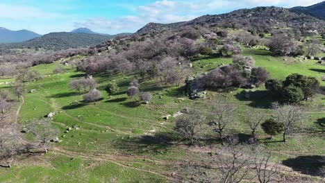 Flight-over-a-hill-in-a-mountainous-area-full-of-leafless-trees-with-meadows-of-green-grass-and-some-granite-rocks-in-a-winter-scene-with-a-background-of-blue-sky-with-some-white-clouds-in-Avila-Spain