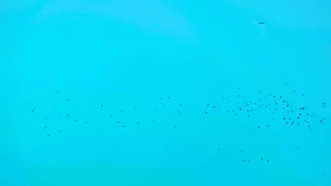 Muchos-Pájaros-Volando-En-Enjambre-Sobre-El-Cielo-Azul-Turquesa